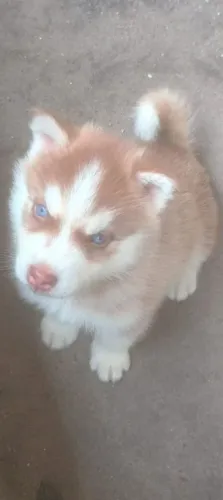 Hasky siberiano 