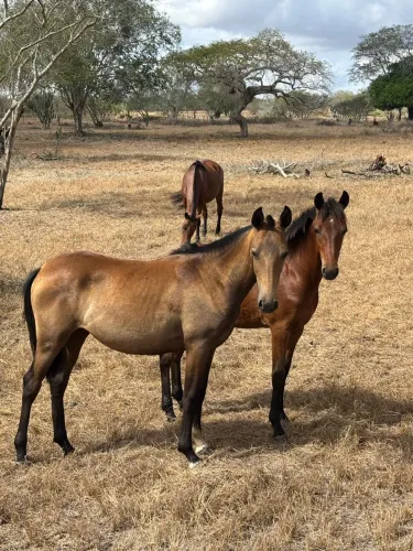 Egua potra manga larga marchador de picado