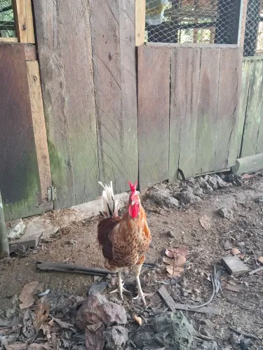 Vendo galos mestiços (polones + Rodhia)