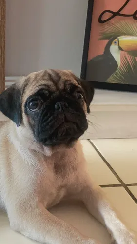 Pug