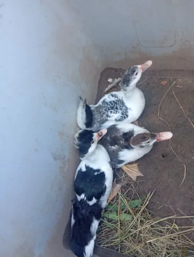 Patos 