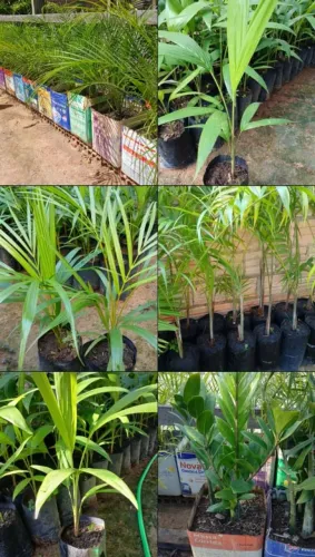 Vende-se mudas frutíferas e mudas de palmeiras.
