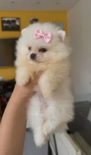 Lulu da Pomerania femêa