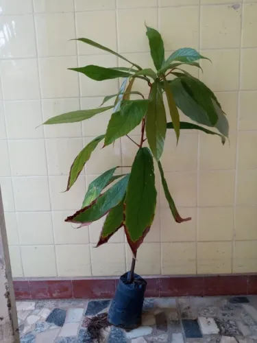 Cupuaçuzeiro arvore do cupuaçu (vendo mudas de 80 cm)