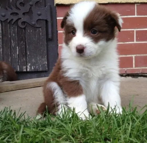 Border collie companheiro ideal