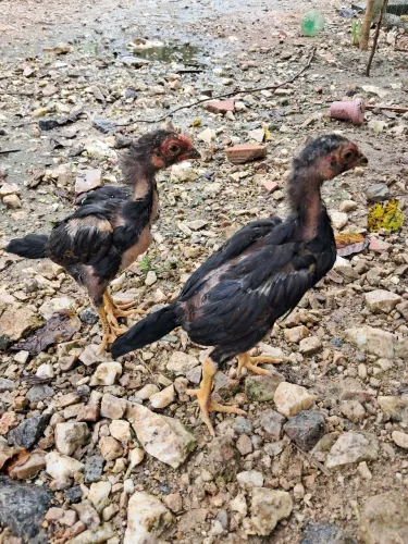 Frango Índio inglês