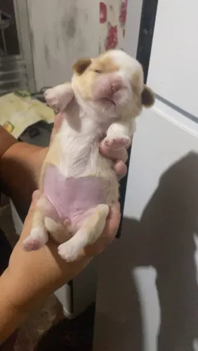 Doação Filhote de Shih Tzu