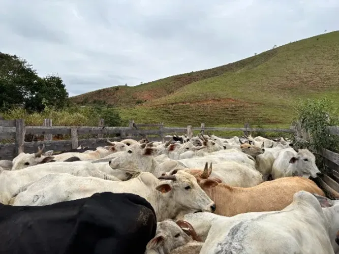 vacas matrizes 