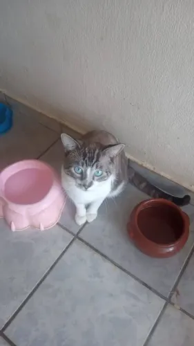 Gato macho castrado