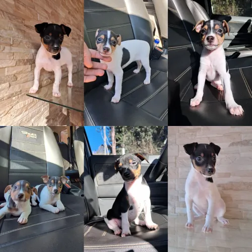 Terrier Brasileiro