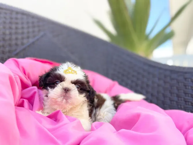 Lindas fêmeas de shih tzu com pedigree
