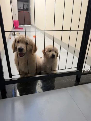 Cachorro golden retriever