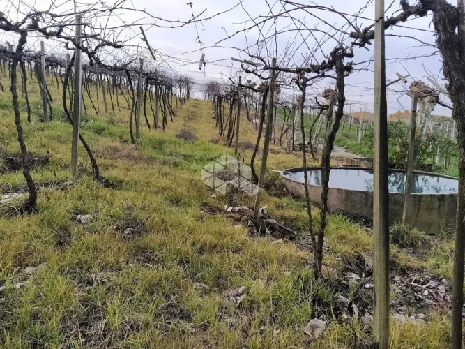 2 ha de terra no 15 da Graciema vale dos Vinhedos