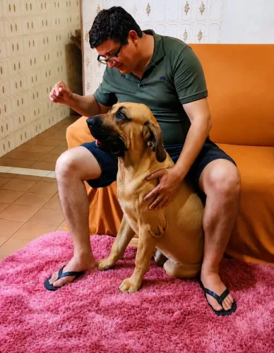 Fila brasileiro linhagem de campeões, Pedigree CBKC