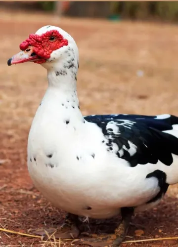  Patos  filhotes e jovens
