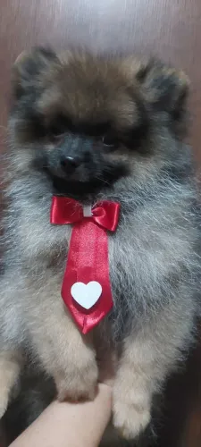 Menino Spitz alemão disponível 