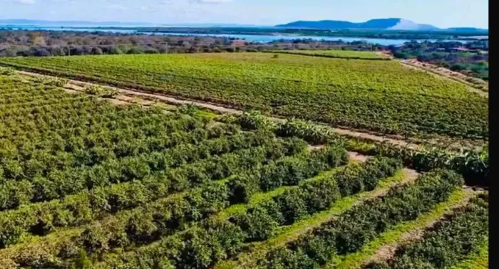 Oportunidade Milionária no Agro Estrutura 100% Operacional