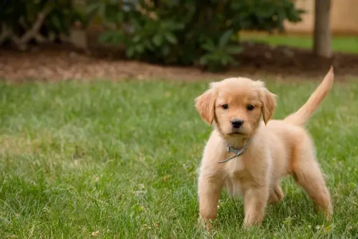 Filhote de Golden Retriever O Amigo Ideal Para Compartilhar Grandes Momentos