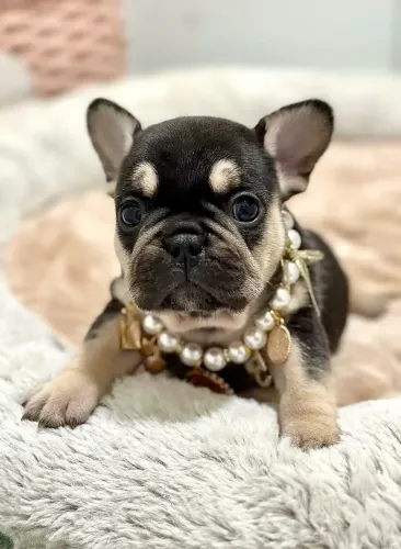 Bulldogue Francês O Presente Que Será Recebido Com Um Sorriso