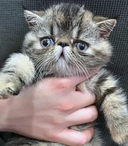 Gato Persa