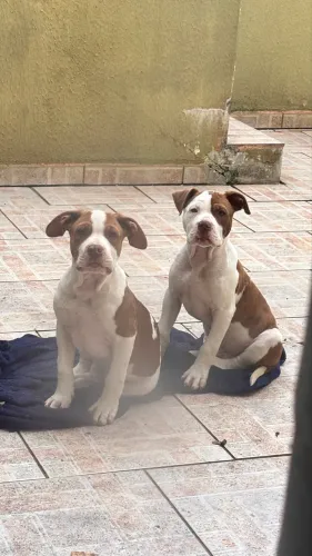 Filhote Pitbull Puro