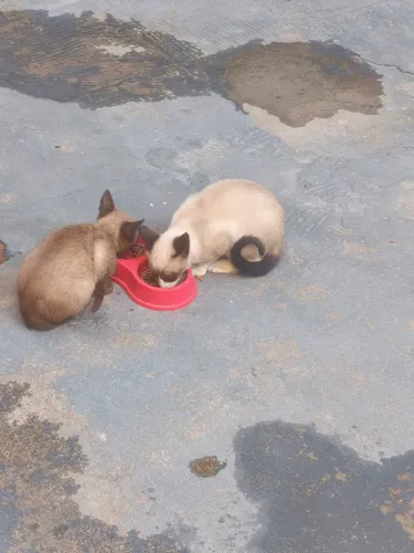 Doação gatinhas