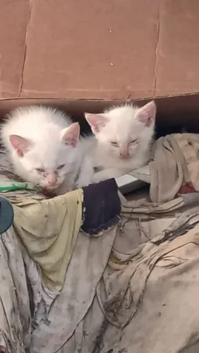 Lindos gato para adoção responsável 