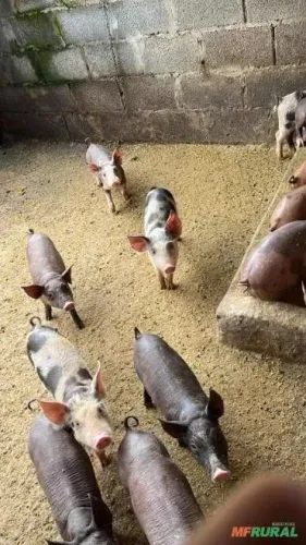Vende leitão pra engorda barato 