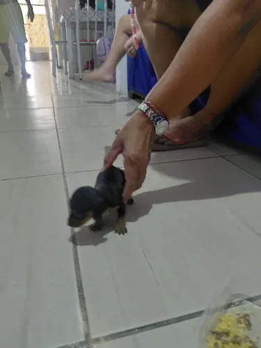 Filhote de cachorro
