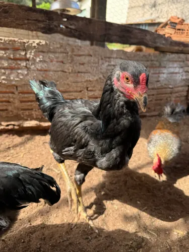 Frango caipira