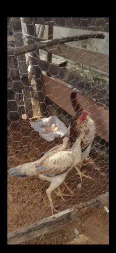Galos e galinhas