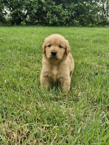 Golden Retriever filhotes