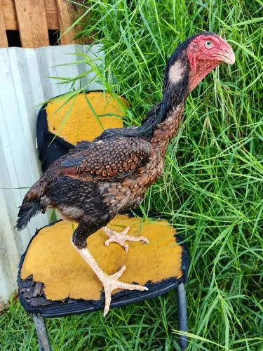 Índio Gigante 