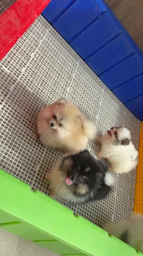 Lulu da pomerania machos