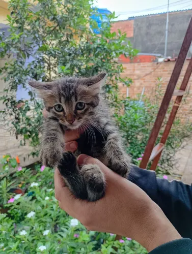 Doação 3 gatos Machos 
