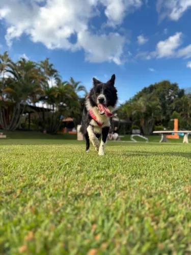 BORDER COLLIE FÊMEA