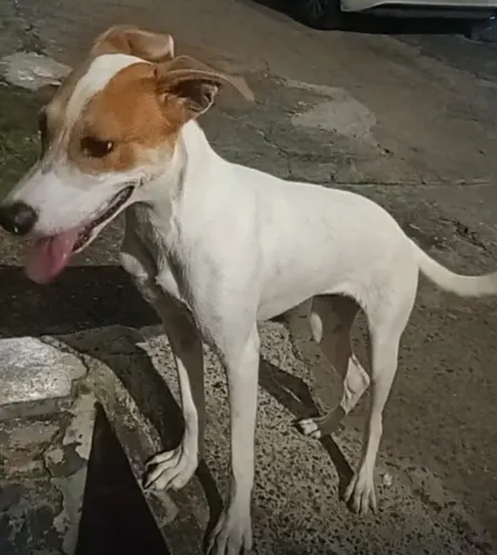 Doação de Cachorrinha dócil e brincalhona 