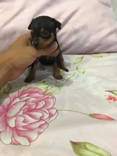Pinscher miniatura - TAM 0