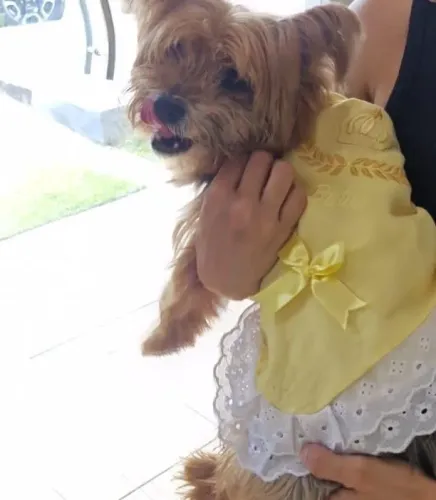 Procuro fêmea de Yorkshire terrier pra cruzar 