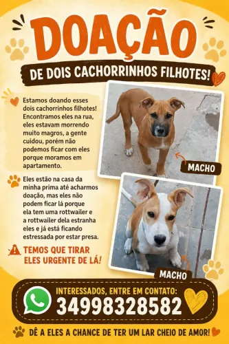 Doação filhotes