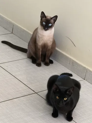 Doa se gatos