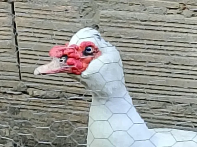 1 pato e 2 fêmeas 