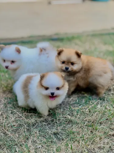 Spitz Alemão Anão brancos (Lulu da Pomerânia) | 2 machos com pedigree