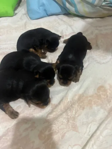 Cachorro york shire 