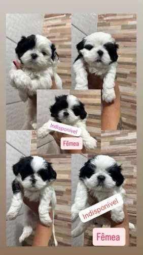 Shih-tzu machos miniatura
