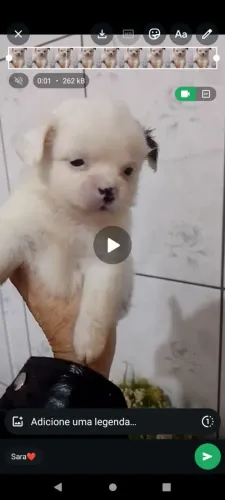 Poodle com Lhasa 300,00