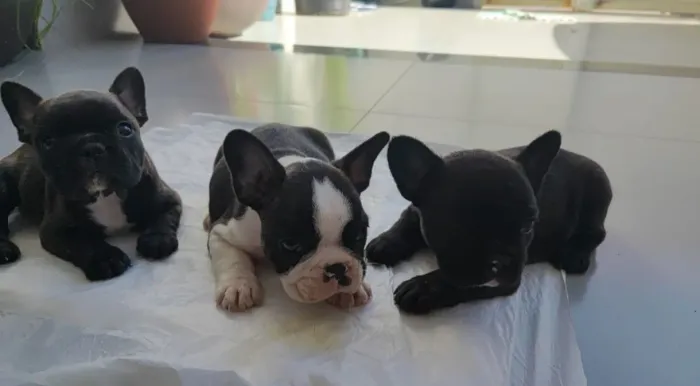 Filhote de Bulldog francês