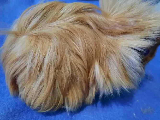 Porquinho da índia Peruano