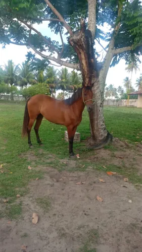Égua Mangalarga 