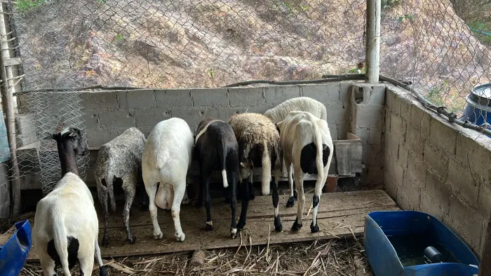 Carneiro dop e marrãs de qualidade 